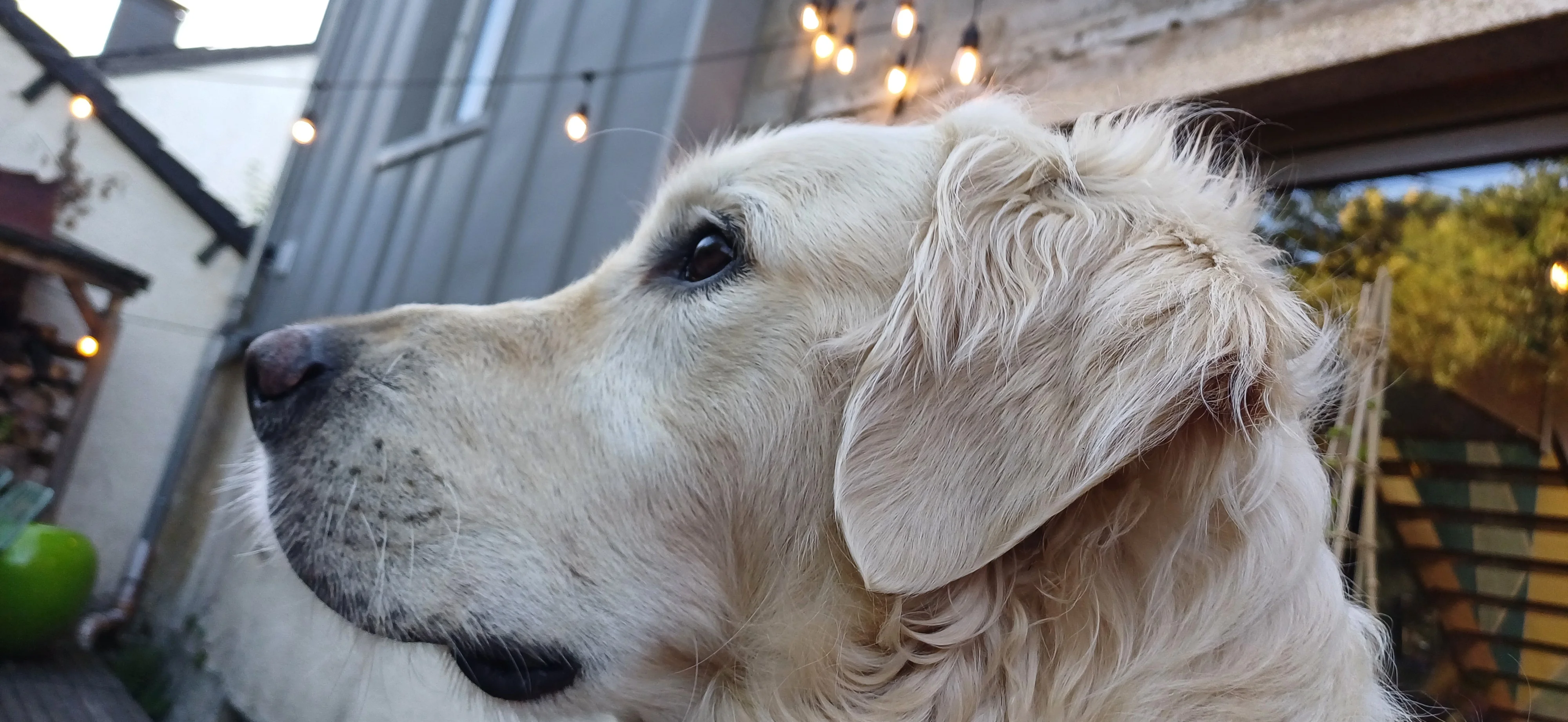 Gros plan sur le regard d'un golden retriever